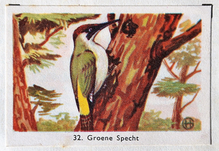 Groene specht